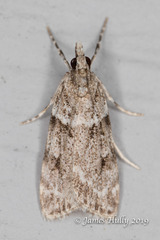 Scoparia basalis