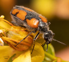 Eupompha elegans