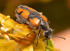 Eupompha elegans