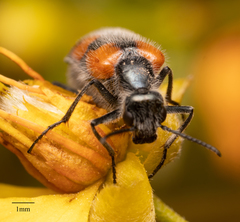 Eupompha elegans