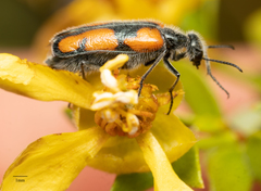 Eupompha elegans