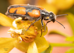 Eupompha elegans