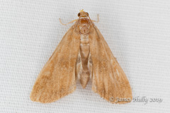 Elophila icciusalis