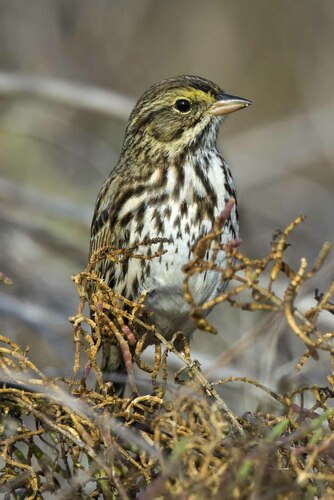 Savannah Sparrow, photo 6 of 8