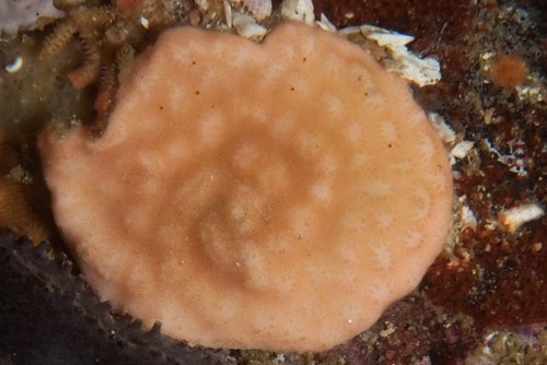 Calyptotheca observed 2023-11-25
