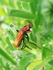 Cantharis coronata