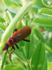 Cantharis coronata