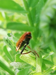 Cantharis coronata
