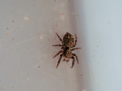 Pseudeuophrys erratica