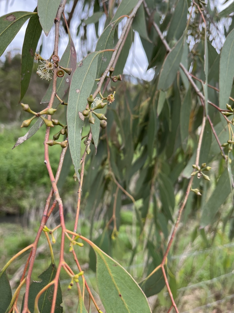 manna gum from Morack Ward, Vermont South, VIC, AU on November 27, 2023 ...