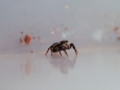 Pseudeuophrys erratica