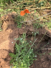 Papaver californicum