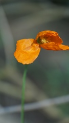 Papaver californicum
