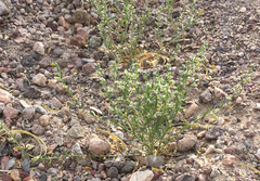 Pectocarya platycarpa