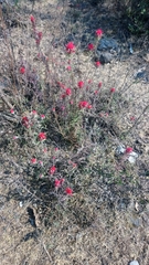 Castilleja nervata