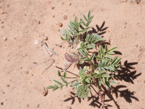 Image of Rimrock Milkvetch (Astragalus desperatus) by (c) Jared Shorma, some rights reserved (CC BY)