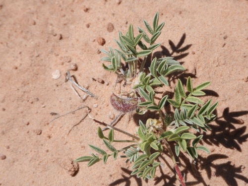 Image of Rimrock Milkvetch (Astragalus desperatus) by (c) Jared Shorma, some rights reserved (CC BY)
