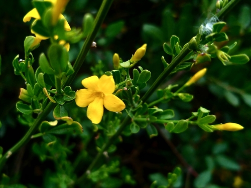 Wild Jasmine