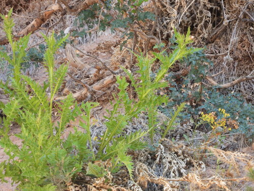 Cainville Thistle (Cirsium calcareum)