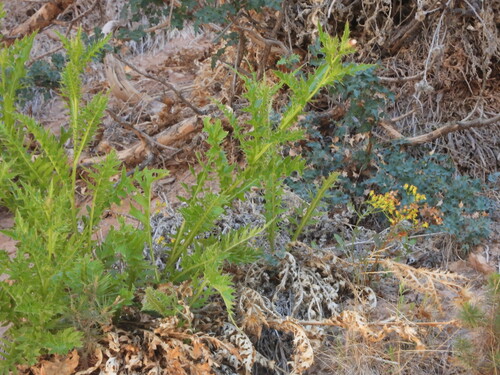 Image of Cirsium calcareum by (c) Jared Shorma, some rights reserved (CC BY)