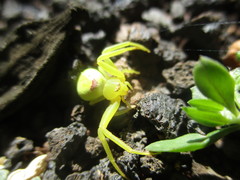 Misumena spinifera