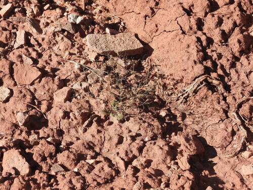 Image of Eriogonum wetherillii by (c) Jared Shorma, some rights reserved (CC BY)