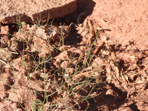Image of Eriogonum wetherillii by (c) Jared Shorma, some rights reserved (CC BY)