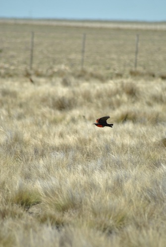 Pampas Meadowlark (Leistes defilippii), photo 8