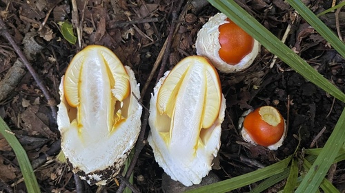 Asian Vermilion Slender Caesar