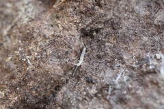 Diplura