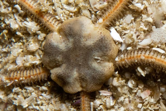Lymanella
