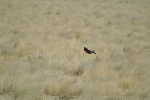 Pampas Meadowlark (Leistes defilippii), photo 5