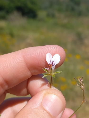Image of Pelargonium caucalifolium by (c) Brian du Preez, some rights reserved (CC BY-SA)