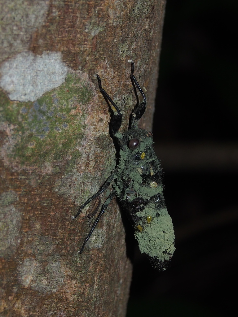 Metarhizium anisopliae