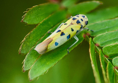 Anatkina illustris
