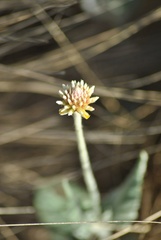 Pfaffia gnaphalioides