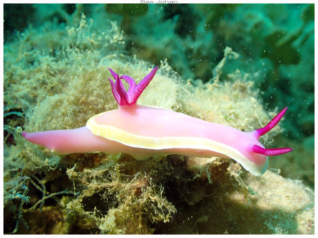 Hypselodoris flavomarginata