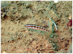 Australian Slender Wrasse photo 3
