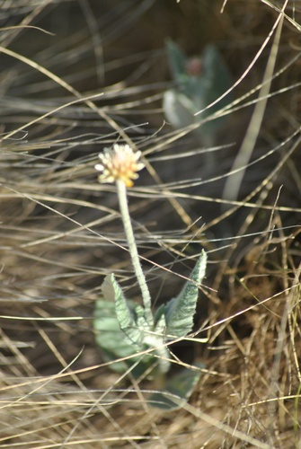 Pfaffia gnaphalioides, photograph 1