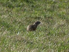 Spermophilus citellus