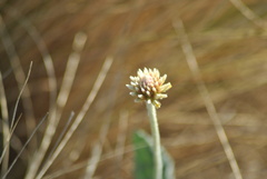 Pfaffia gnaphalioides, photograph Santiago Vitali, CC BY, iNaturalist via GBIF