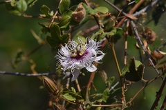 Passiflora santiagana