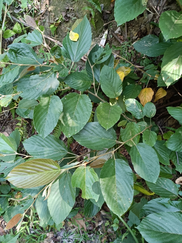 wild hops