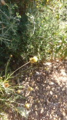 Phagnalon saxatile saxatile