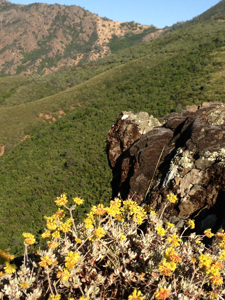 Eriogonum umbellatum var. bahiiforme