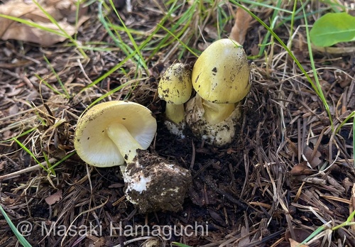 East Asian Death Cap