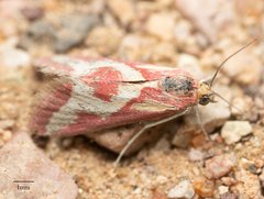 Noctueliopsis aridalis