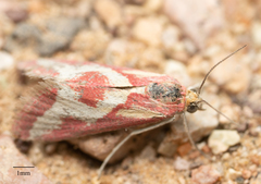 Noctueliopsis aridalis