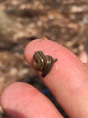 Bipalium pennsylvanicum