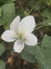 Viola primulifolia